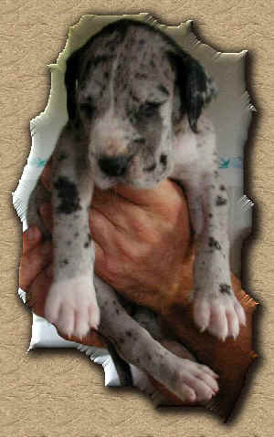 del giardino dei capovilla black and harlequin great dane kennel